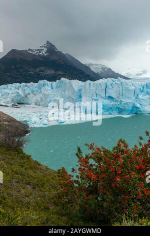 Vue sur le glacier Perito Moreno dans le parc national de Los Glaciares près d'El Calafate, en Argentine avec Embothrium coccineum, communément connu sous le nom de chilien Banque D'Images