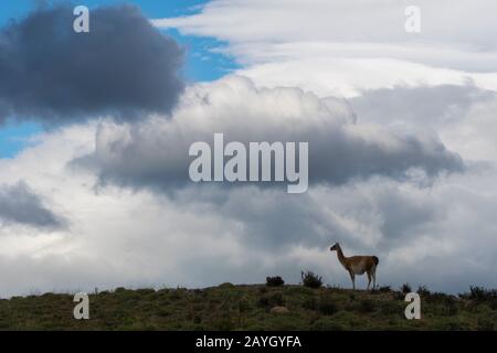 Un Guanaco (lama guanicoe) a été silhouetté au sommet d'une crête dans le parc national de Torres del Paine dans le sud du Chili. Banque D'Images