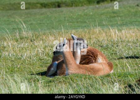 Une mère guanaco (lama guanicoe) avec un bébé (chulengo) dans le parc national de Torres del Paine dans le sud du Chili. Banque D'Images