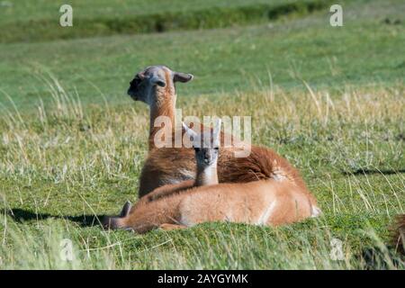 Une mère guanaco (lama guanicoe) avec un bébé (chulengo) dans le parc national de Torres del Paine dans le sud du Chili. Banque D'Images