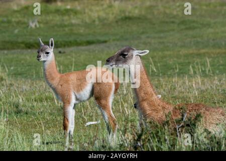 Une mère guanaco (lama guanicoe) avec un bébé (chulengo) dans le parc national de Torres del Paine dans le sud du Chili. Banque D'Images