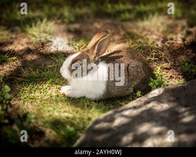 Mignon et furry petit lapin jeune animal de compagnie de bébé allongé dans l'herbe verte naturelle et le sol dehors dans la campagne jardin de la ferme arrière-cour au soleil Banque D'Images