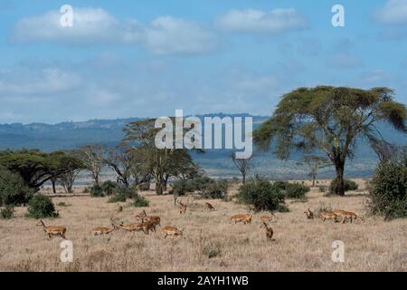 Un troupeau d'impalas (Aepyceros melampus), de taille moyenne à la Lewa Wildlife Conservancy au Kenya. Banque D'Images