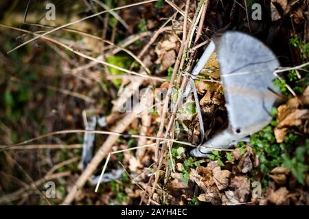 la vieille auge de nourriture oubliée dans les bois Banque D'Images