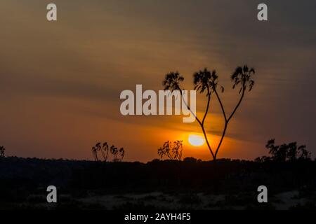 Lever du soleil avec un palmier de Doum en silhouetté dans la Réserve nationale de Samburu au Kenya. Banque D'Images