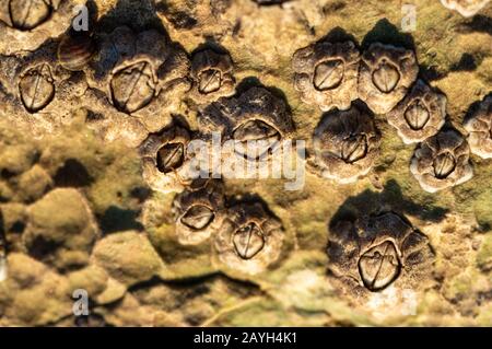 Une macro près des barnacles à North Landing près de Flamborough, East Yorkshire, Royaume-Uni Banque D'Images