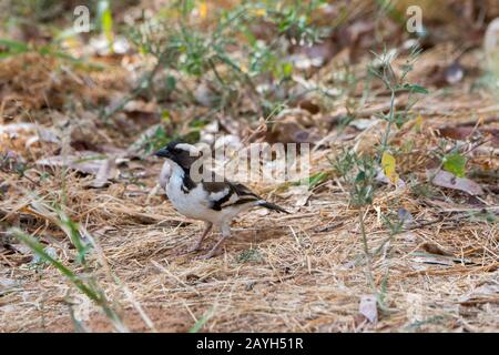 Un sparrow-weaver à navigateur blanc (Plocepasser mahali) dans la Réserve nationale de Samburu au Kenya. Banque D'Images
