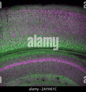 Cortex cérébral et partie de l'hippocampe sous elle dans une section d'un cerveau de souris, marqué par immunofluorescence et enregistré avec laser confocal Banque D'Images