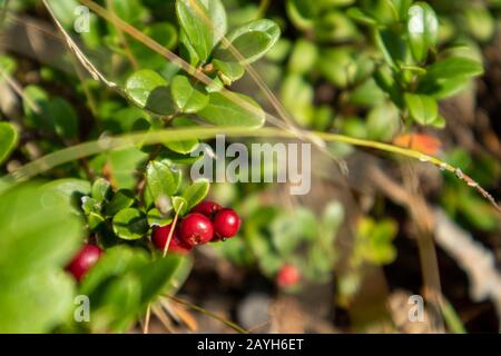 Canneberge ou cowberry juteux rouge, baies comestibles sauvages avec feuilles vertes macro gros plan. Journée ensoleillée dans la forêt de Finlande Banque D'Images