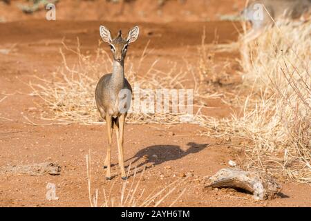 Kirks dik-dik, un petit antilope, dans la Réserve nationale de Samburu au Kenya. Banque D'Images