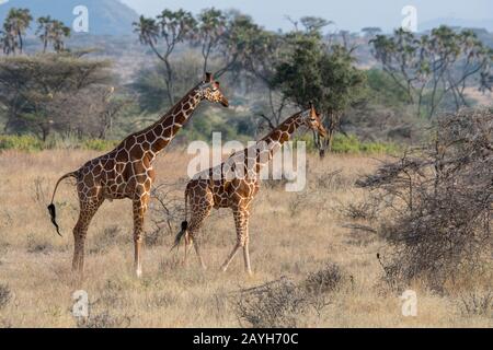 Deux girafes Réticulés (Giraffa reticulata) dans la Réserve nationale de Samburu au Kenya. Banque D'Images