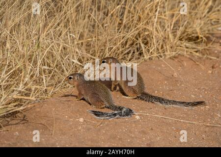 Écureuils terrestres sans rayures (Xerus rutilus) dans la Réserve nationale de Samburu au Kenya. Banque D'Images