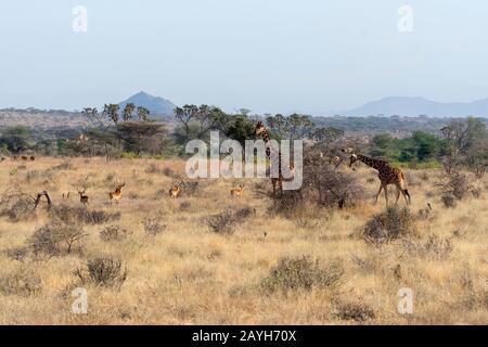 Girafes réticulées (Giraffa reticulata) et impalas dans la Réserve nationale de Samburu au Kenya. Banque D'Images