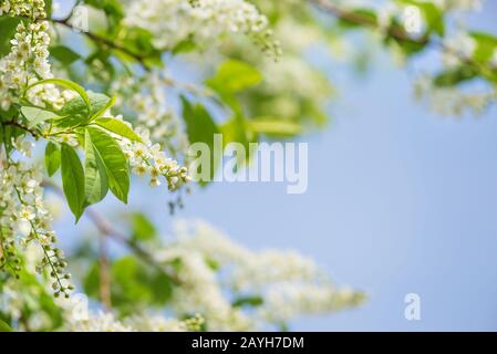 Branches printanières de cerisier d'oiseau fleuri avec fleurs blanches à une matinée ensoleillée contre le ciel bleu, fond naturel doux avec espace de copie Banque D'Images