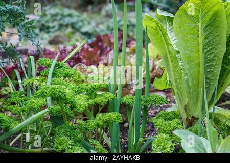 Les échalotes, le persil et la laitue (romaine) poussent dans un jardin d'arrière-cour densément planté en automne, avec d'autres légumes verts et herbes à feuilles en arrière-plan. Banque D'Images