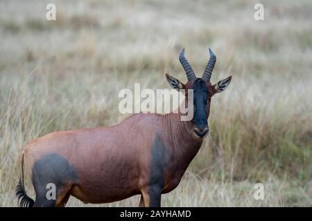 Un topi (Damaliscus korrigum) dans la prairie de la Réserve nationale de Masai Mara au Kenya. Banque D'Images