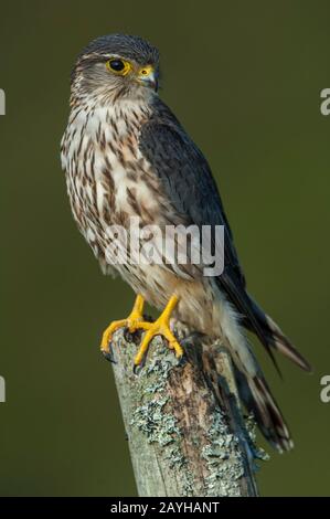 Merlin (Falco columbius) dans le cadre des landes, homme assis sur un ancien poteau de clôture, Thornhill, Dumfries et Galloway, SW Scotland Banque D'Images