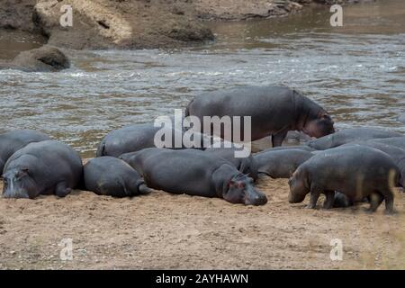 Une piscine ou un troupeau de hipos (Hippopotamus amphibie) sur la rive fluviale de la Mara dans la Réserve nationale de Masai Mara au Kenya. Banque D'Images