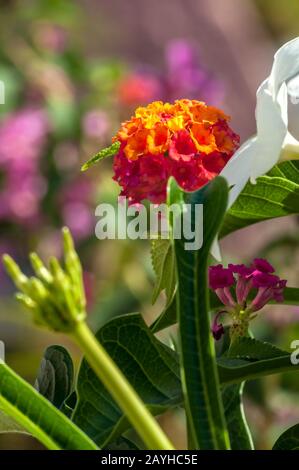 Multicolore possy de fleurs de lantana camara sanguínea plante dans un jardin à Cuba pendant l'été Banque D'Images