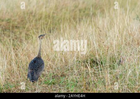 Un buzard à ventre noir (Lissotis melanogaster) dans les prairies de La Réserve nationale de Masai Mara au Kenya. Banque D'Images