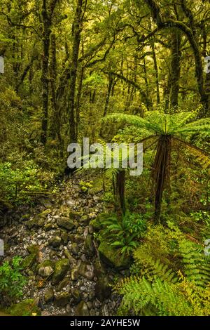 Fougères À Chasm Walk, Parc National De Fiordland, Près De Milford Sound, Région De Southland, Île Du Sud, Nouvelle-Zélande Banque D'Images