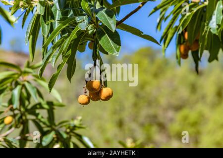 Gros plan mise au point sélective. Fruits orange mûrs et feuilles vertes contre un ciel bleu clair. Arbutus canariensis - madrono Canario, est une espèce de Banque D'Images