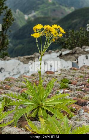 Pissenlit géant fleuri sur le toit carrelé d'une ancienne maison abandonnée. Montagnes Forestières Du Parc National Anaga, Tenerife, Îles Canaries, Espagne. Verti Banque D'Images