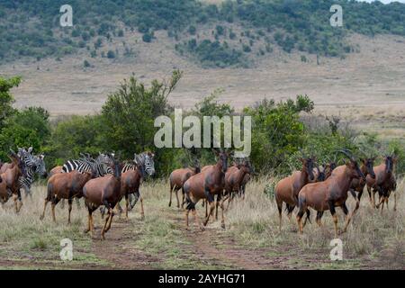 Topis (Damaliscus korrigum) et Zèbres des plaines (Equus quagga, anciennement Equus burchellii) également connu sous le nom de zébra commun, dans la région de la rivière Mara dans le Banque D'Images