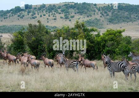 Topis (Damaliscus korrigum) et Zèbres des plaines (Equus quagga, anciennement Equus burchellii) également connu sous le nom de zébra commun, dans la région de la rivière Mara dans le Banque D'Images