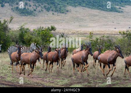 Topis (Damaliscus korrigum) et Zèbres des plaines (Equus quagga, anciennement Equus burchellii) également connu sous le nom de zébra commun, dans la région de la rivière Mara dans le Banque D'Images