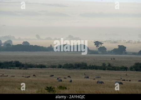 Zèbres des plaines (Equus quagga, anciennement Equus burchellii) également connu sous le nom de zèbre commune ou zèbre et topie de Burchell (Damaliscus korrigum) dans le gras Banque D'Images