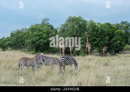 Masai girafes (Giraffa camelopardalis tippelskirchi) et Zèbres des plaines (Equagga, anciennement Ecus burchellii) également connu sous le nom de zébra ou Bu commun Banque D'Images