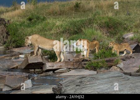 Une lioness (Panthera leo) et ses coudées traversant une petite crique dans la Réserve nationale de Masai Mara au Kenya. Banque D'Images