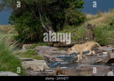 Une lioness (Panthera leo) traverse un petit ruisseau dans la Réserve nationale de Masai Mara au Kenya. Banque D'Images