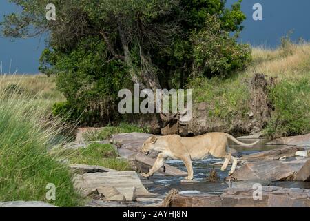 Une lioness (Panthera leo) traverse un petit ruisseau dans la Réserve nationale de Masai Mara au Kenya. Banque D'Images