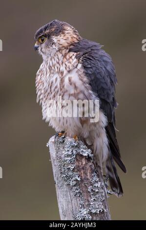 Merlin (Falco columbius) dans le cadre des landes, homme assis sur un ancien poteau de clôture, Thornhill, Dumfries et Galloway, SW Scotland Banque D'Images