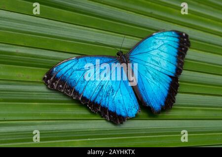 Le papillon bleu de morpho est l'une des plus grandes papillons au monde, ici sur une feuille de palmier à la ferme de papillons Mindo à Mindo, près de Quito, en Équateur Banque D'Images