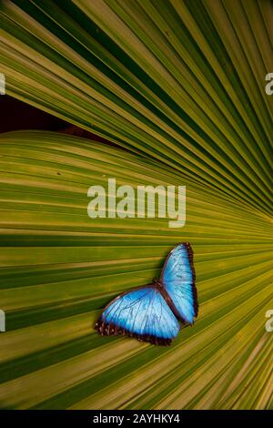 Le papillon bleu de morpho est l'une des plus grandes papillons au monde, ici sur une feuille de palmier à la ferme de papillons Mindo à Mindo, près de Quito, en Équateur Banque D'Images