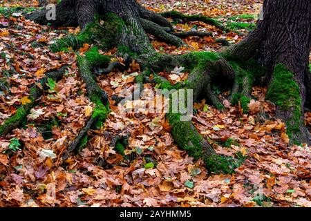 Les feuilles d'automne et de la mousse sur les racines des arbres Banque D'Images