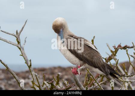 Un chausson à pieds rouges (Sula sula) est perché dans un arbre sur l'île de Genovesa (île de la Tour) dans les îles Galapagos, en Équateur. Banque D'Images