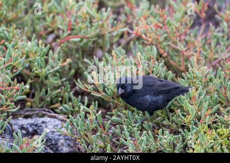 Un Grand cactus-finch (Geospiza conirostris) sur l'île de South Plaza dans les îles Galapagos, Équateur. Banque D'Images