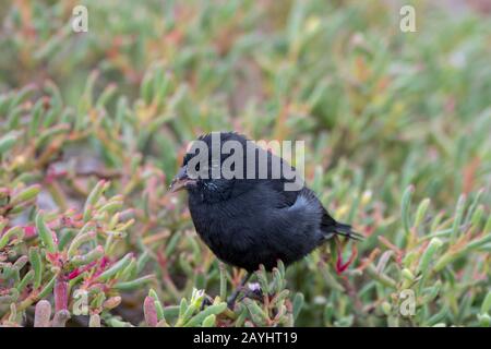 Un Grand cactus-finch (Geospiza conirostris) sur l'île de South Plaza dans les îles Galapagos, Équateur. Banque D'Images