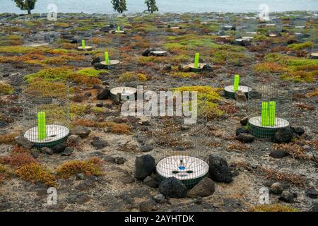 Cactus de poire (Opuntia echios) avec clôture protectrice et plantes de Sesuvium edmonstonei (endémiques) sur l'île de South Plaza dans l'île de Galapagos Banque D'Images