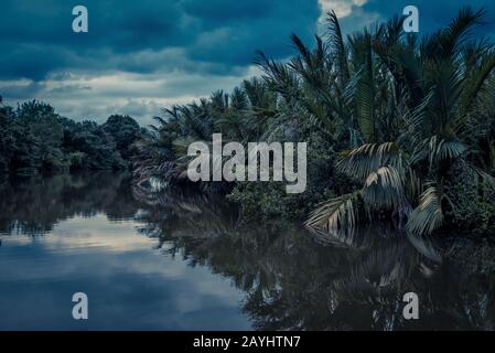 Lagon pittoresque la nuit près de Tangalle, Sri Lanka. Vue imprenable sur le lagon dans la forêt tropicale. Mystérieuse rivière dans la jungle au crépuscule. Magnifique tropical Banque D'Images