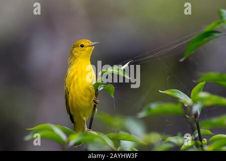 Un paruline jaune (Dendroica petéchia) dans les hautes terres de l'île San Cristobal (Isla San Cristobal) ou de l'île Chatham dans les îles Galapagos, Ecuado Banque D'Images