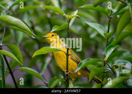 Un paruline jaune (Dendroica petéchia) dans les hautes terres de l'île San Cristobal (Isla San Cristobal) ou de l'île Chatham dans les îles Galapagos, Ecuado Banque D'Images