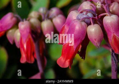 Gros plan de la tête de fleur rouge de Kalanchoe, mère de millions ou chandelier, une plante florissante de la famille des Crassulaceae. Banque D'Images