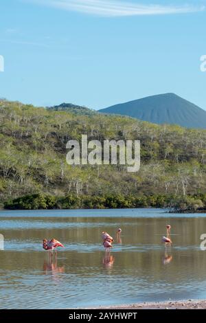 Des flamants plus grands (Phoenicopterus roseus) se nourrissant dans un lagon à point Cormorant de l'île de Floreana dans le parc national de Galapagos, îles Galapagos, Banque D'Images