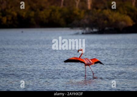 Un Plus Grand flamango (Phoenicopterus roseus) dans la lumière du soir atterrit dans un lagon à point Cormorant de l'île de Floreana dans le Galápagos National Par Banque D'Images