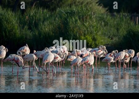 Grand flamants (Phoenicopterus roseus) debout dans l'eau au Parc des oiseaux Pont de Grau, une réserve de biosphère désignée par l'UNESCO, près de Saintes Mar Banque D'Images